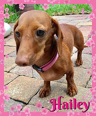 Green Cove Springs Fl Dachshund Meet Hailey A Pet For Adoption