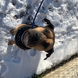 Photo of Scooby Doo