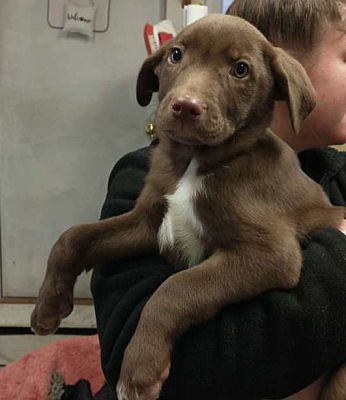 Middletown, NY - Spaniel (Unknown Type)/Springer Spaniel. Meet Dr. Hunt ...