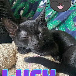 Thumbnail photo of Lucy 4421 #1