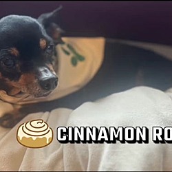 Thumbnail photo of Cinnamon Rolls #1