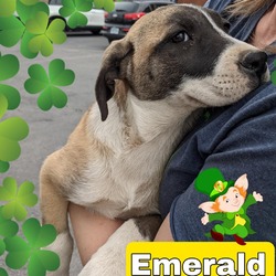 Thumbnail photo of Emerald R/OS #2