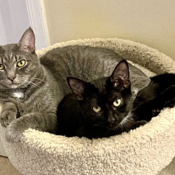 bonded pet photo