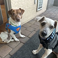 adopt a pet
