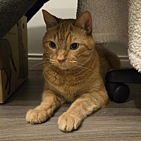 adopt a pet