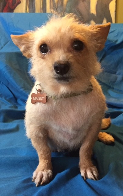 norwich terrier chihuahua mix