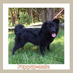 Thumbnail photo of PupPup (POM DC) #1