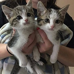 Thumbnail photo of 2 Kittens - 6 wks #1
