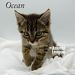 Thumbnail photo of Ocean #3