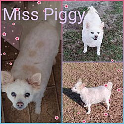 Photo of Mrs. Piggy