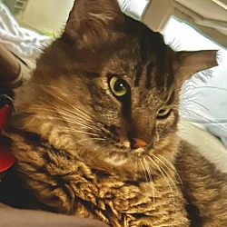 Photo of Mr. Fluffy Pants