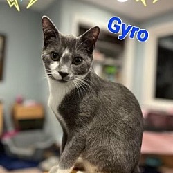 Photo of Gyro