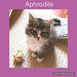 Photo of Aphrodite