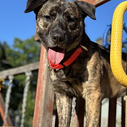 Thumbnail photo of Gordo "puppy" Padilla Water Dog extraordinaire #3