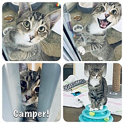 Thumbnail photo of CAMPER Kitty - 7 mo/7 lbs - SWEET! #2