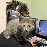 adopt a pet