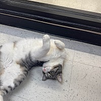 adopt a pet