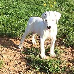 Photo of registered Dogo Argentino pupp
