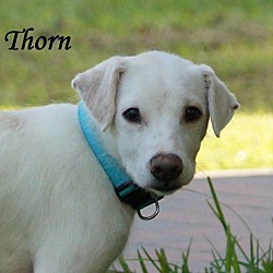 Thumbnail photo of Thorn Adoption pending #1