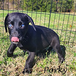 Thumbnail photo of Porky~adopted! #4