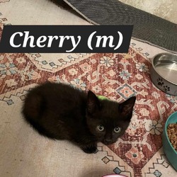 Photo of Cherry