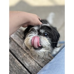 Thumbnail photo of Oreo #2