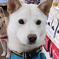 adopt a pet