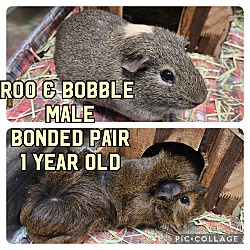 bonded pet photo