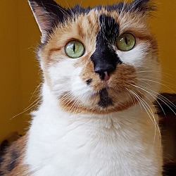 Thumbnail photo of Patches **Declawed** #1
