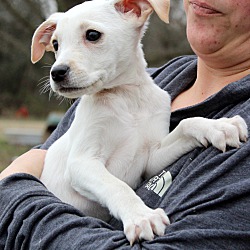 Thumbnail photo of Zola ~ adopted! #3