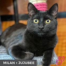 Thumbnail photo of Milan (bonded with Jujubee) #1