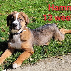 Photo of Hamm