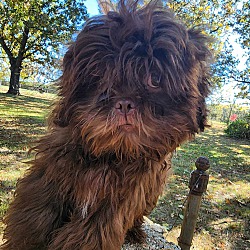 Photo of Shih Tzu Puppy