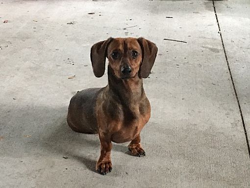 Orlando, FL - Dachshund. Meet Tyson a Pet for Adoption - AdoptaPet.com