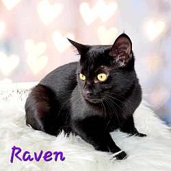 Thumbnail photo of Raven #4