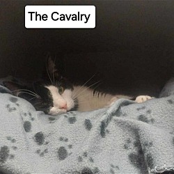 Thumbnail photo of The Cavalry #2