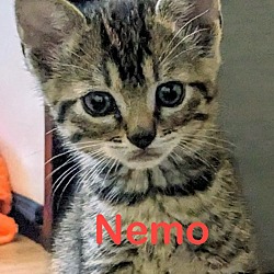 Photo of NEMO Kitten