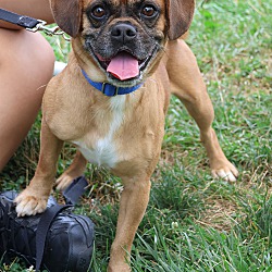 Thumbnail photo of Puggle #3