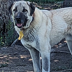 Thumbnail photo of Berk - purebred Turkish Kangal #1