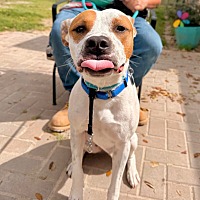 adopt a pet