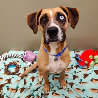 adopt a pet