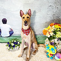 adopt a pet