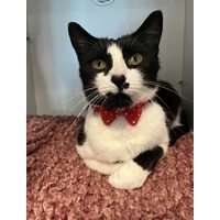 adopt-pet