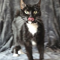 adopt-pet