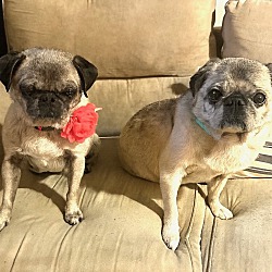 bonded pet photo