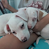 adopt a pet