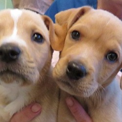 Thumbnail photo of Kayla & Emily~ Puppies! #1