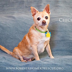 Thumbnail photo of CHICO *Adoption Pending* #2