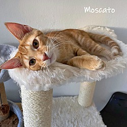 Thumbnail photo of Moscato #1