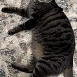 Photo of Leo